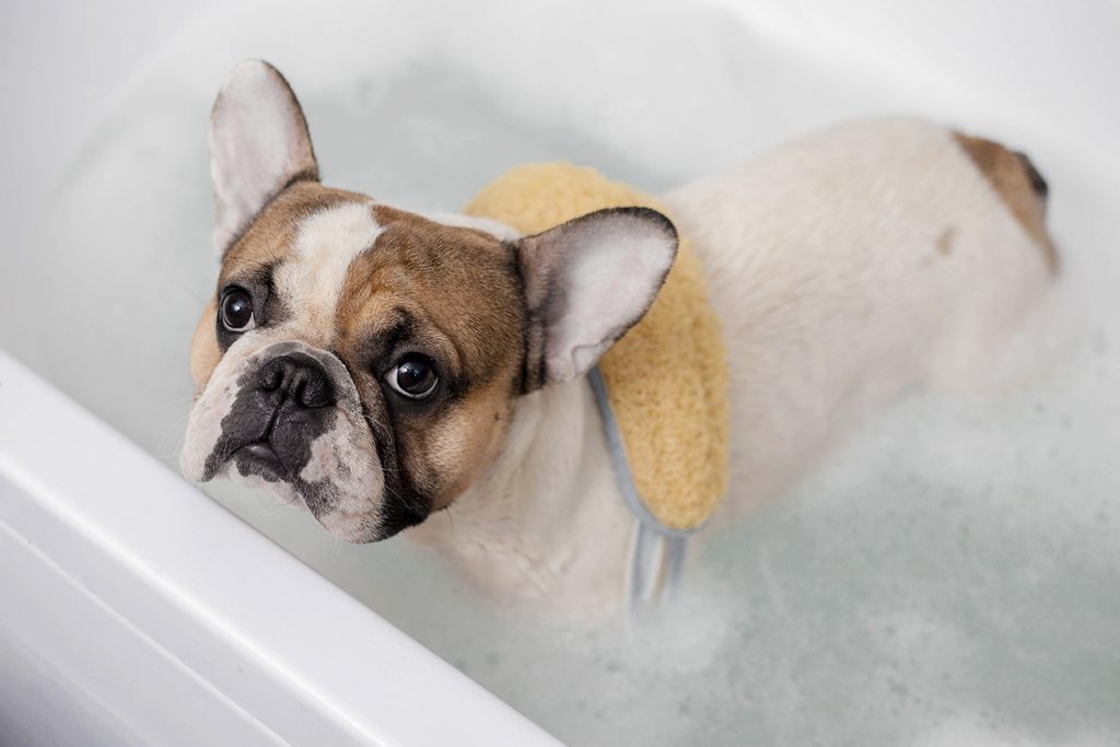 การอาบน้ำน้องหมาให้ถูกต้อง เพื่อสุขภาพขน และผิวให้ดูดี