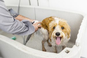 การอาบน้ำน้องหมาให้ถูกต้อง เพื่อสุขภาพขน และผิวให้ดูดี