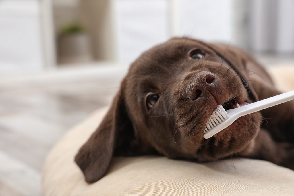 การดูแลช่องปากสุนัข ไม่ให้มีกลิ่นปาก