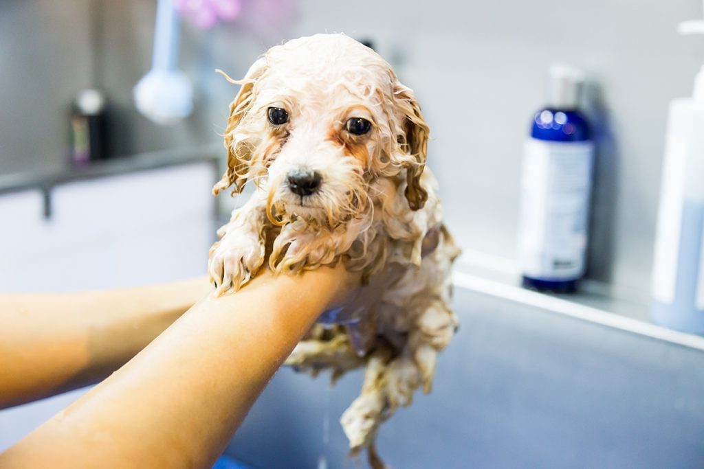 เลือกแชมพูอาบน้ำน้องหมาอย่างไรให้ดีต่อสุขภาพผิว