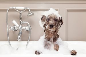 ไขข้อข้องใจ อาบน้ำอย่างไรให้น้องหมาตัวหอม